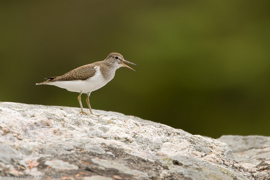 Klikněte pro zobrazení původního obrázku