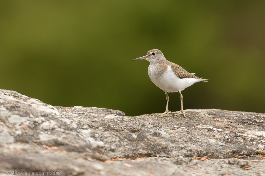 Klikněte pro zobrazení původního obrázku