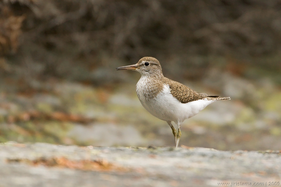 Klikněte pro zobrazení původního obrázku