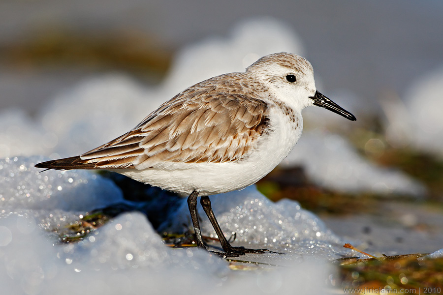 Klikněte pro zobrazení původního obrázku