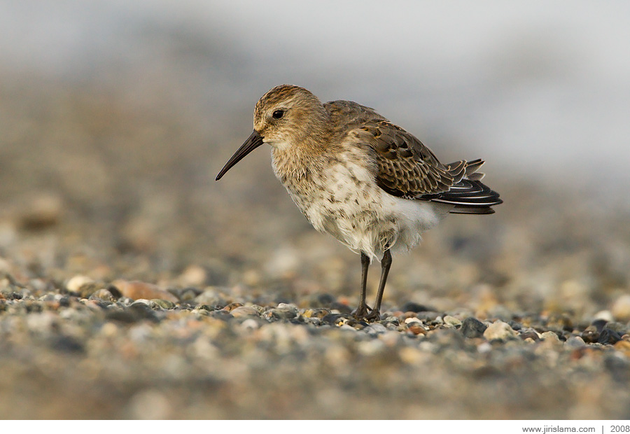 Klikněte pro zobrazení původního obrázku