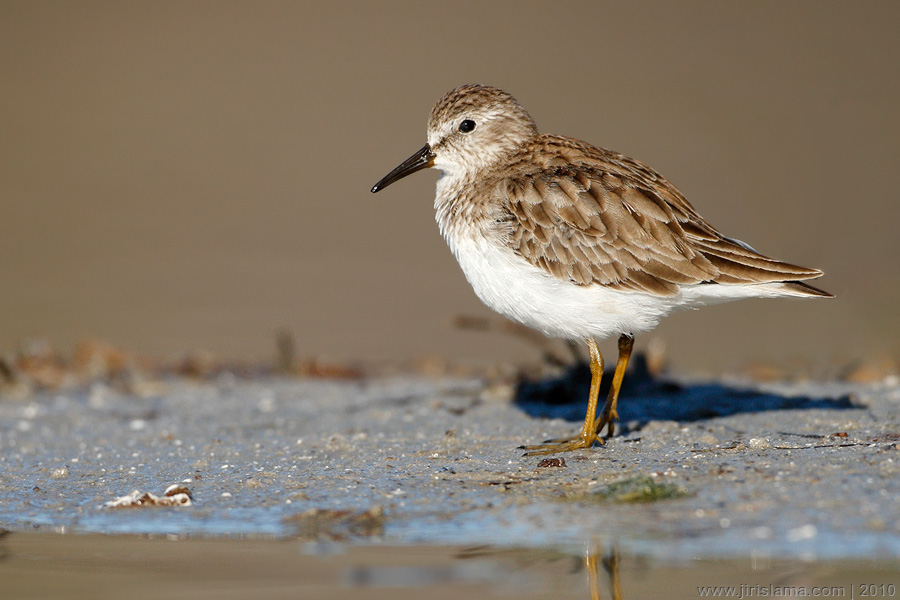 Klikněte pro zobrazení původního obrázku
