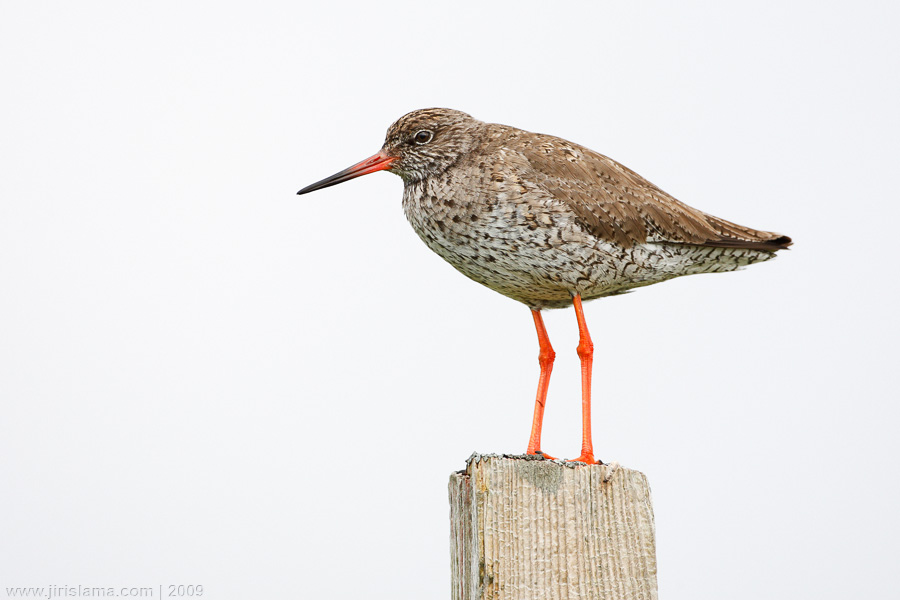 Klikněte pro zobrazení původního obrázku