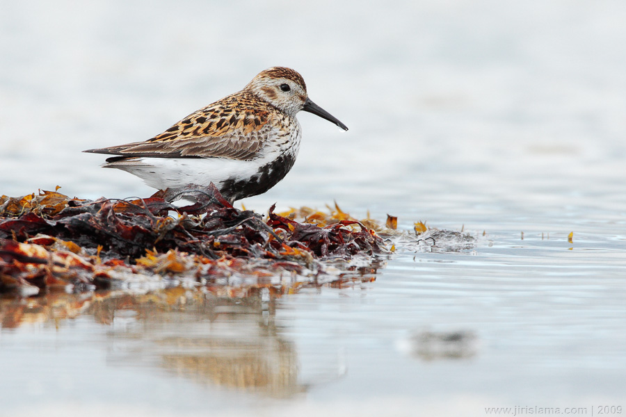 Klikněte pro zobrazení původního obrázku