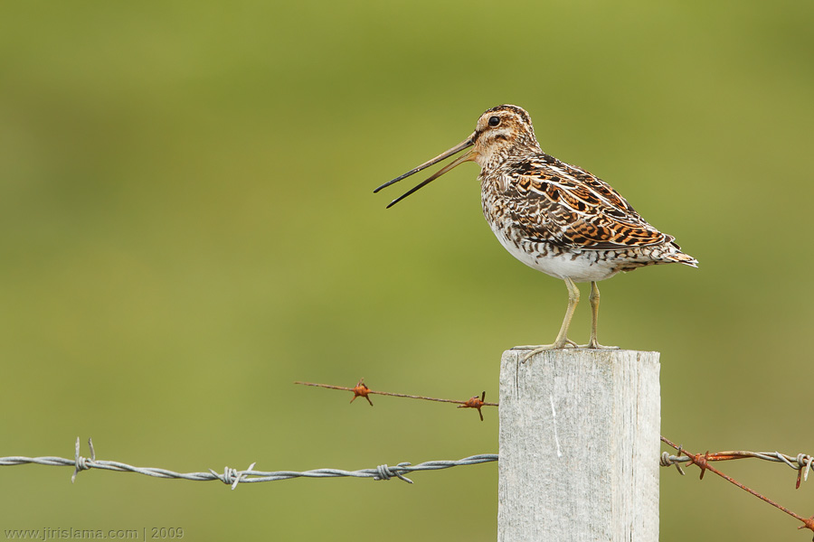 Klikněte pro zobrazení původního obrázku