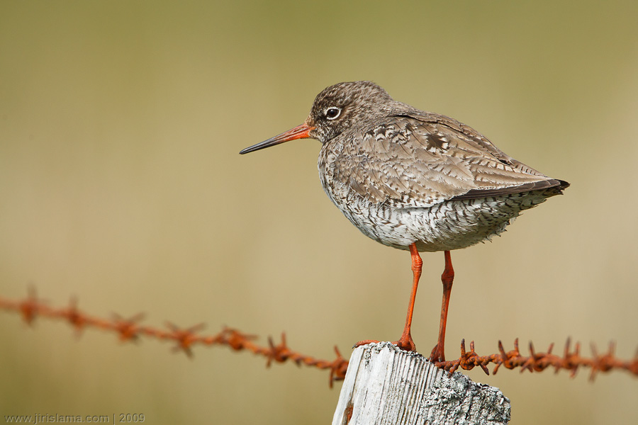 Klikněte pro zobrazení původního obrázku
