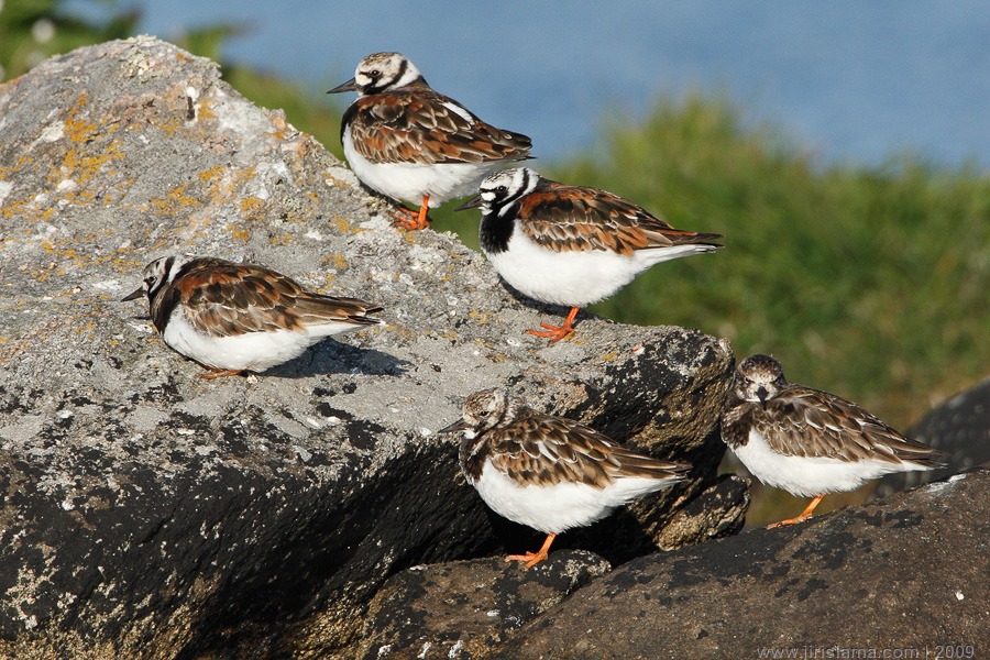 Klikněte pro zobrazení původního obrázku