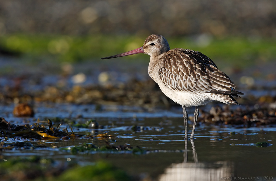 Klikněte pro zobrazení původního obrázku