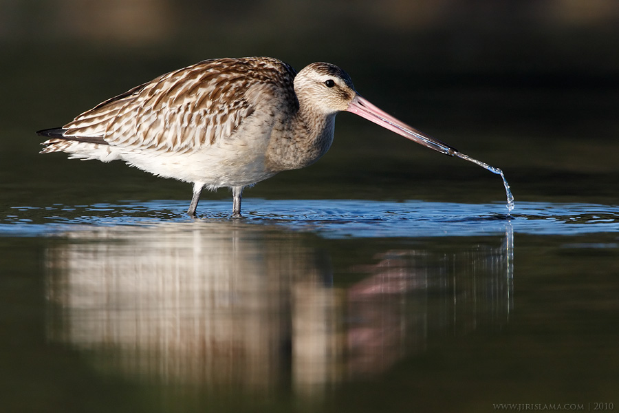 Klikněte pro zobrazení původního obrázku