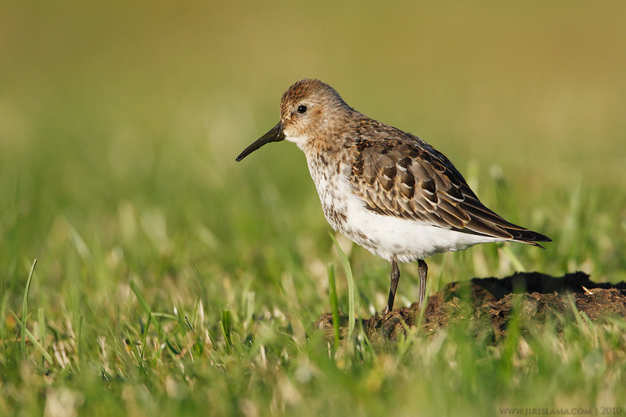 Klikněte pro zobrazení původního obrázku