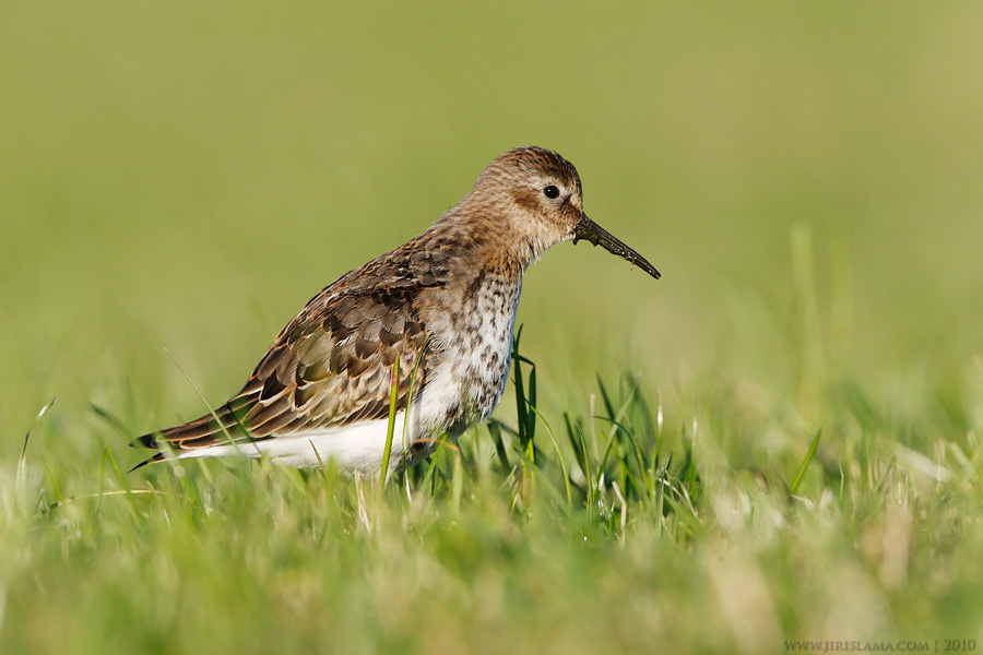 Klikněte pro zobrazení původního obrázku