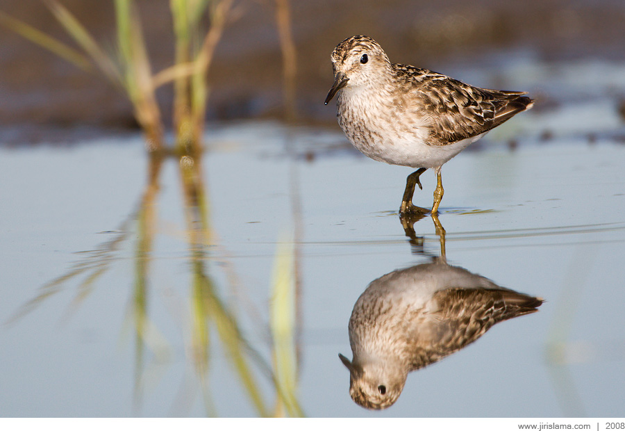Klikněte pro zobrazení původního obrázku