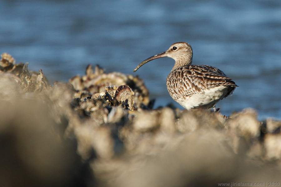 Klikněte pro zobrazení původního obrázku