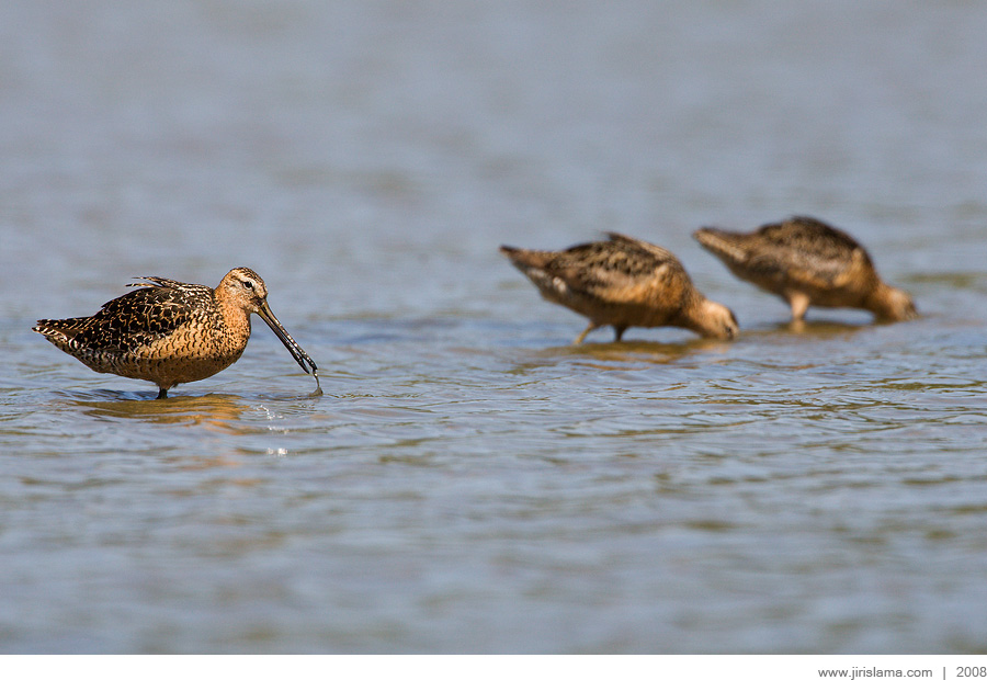 Klikněte pro zobrazení původního obrázku