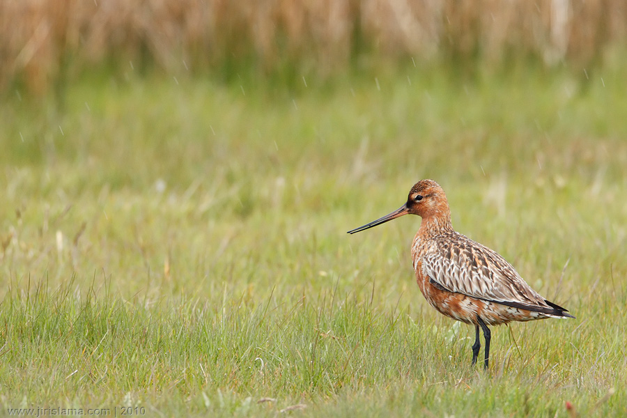Klikněte pro zobrazení původního obrázku