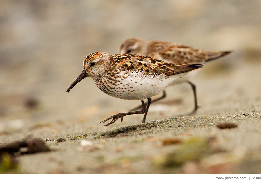 Klikněte pro zobrazení původního obrázku
