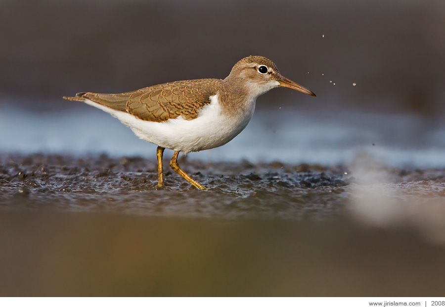 Klikněte pro zobrazení původního obrázku