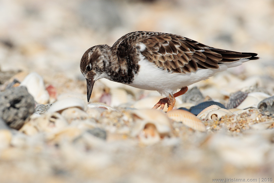 Klikněte pro zobrazení původního obrázku