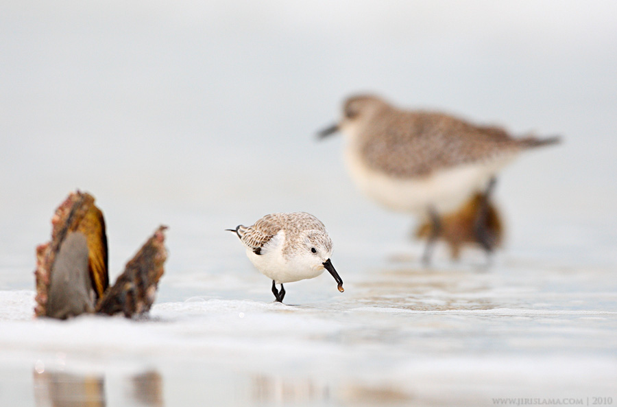 Klikněte pro zobrazení původního obrázku