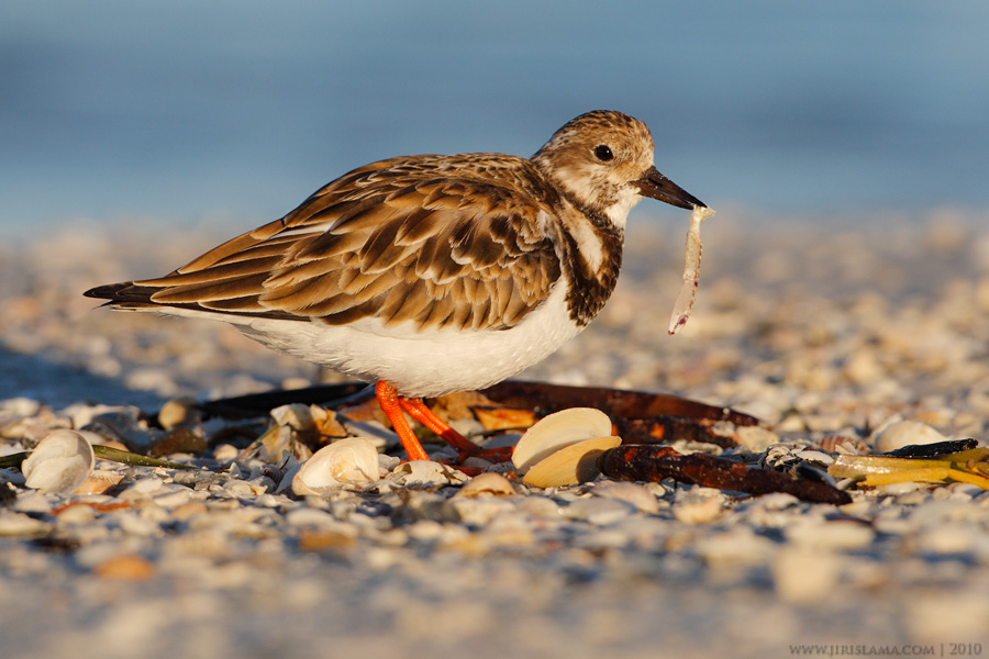 Klikněte pro zobrazení původního obrázku