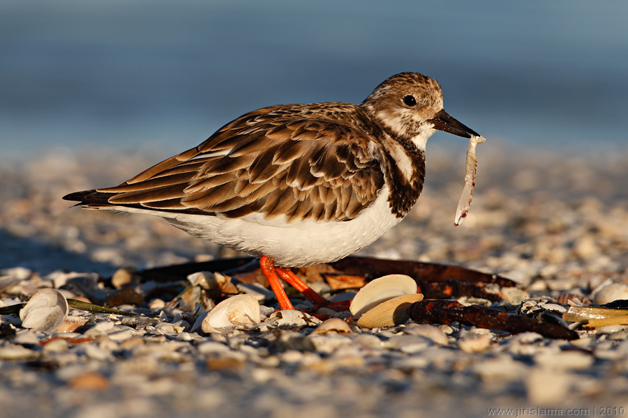 Klikněte pro zobrazení původního obrázku