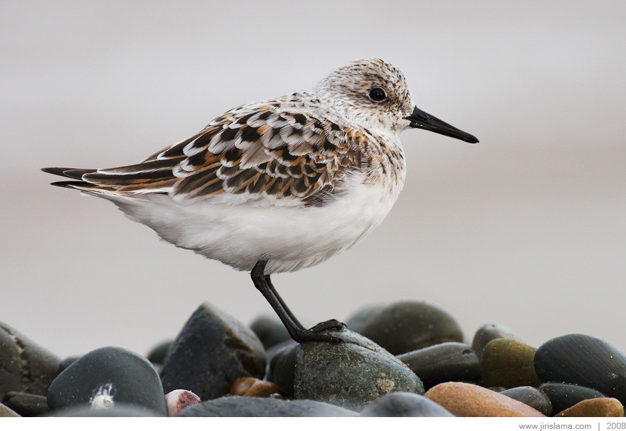 Klikněte pro zobrazení původního obrázku