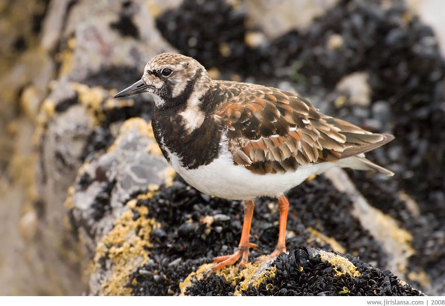 Klikněte pro zobrazení původního obrázku