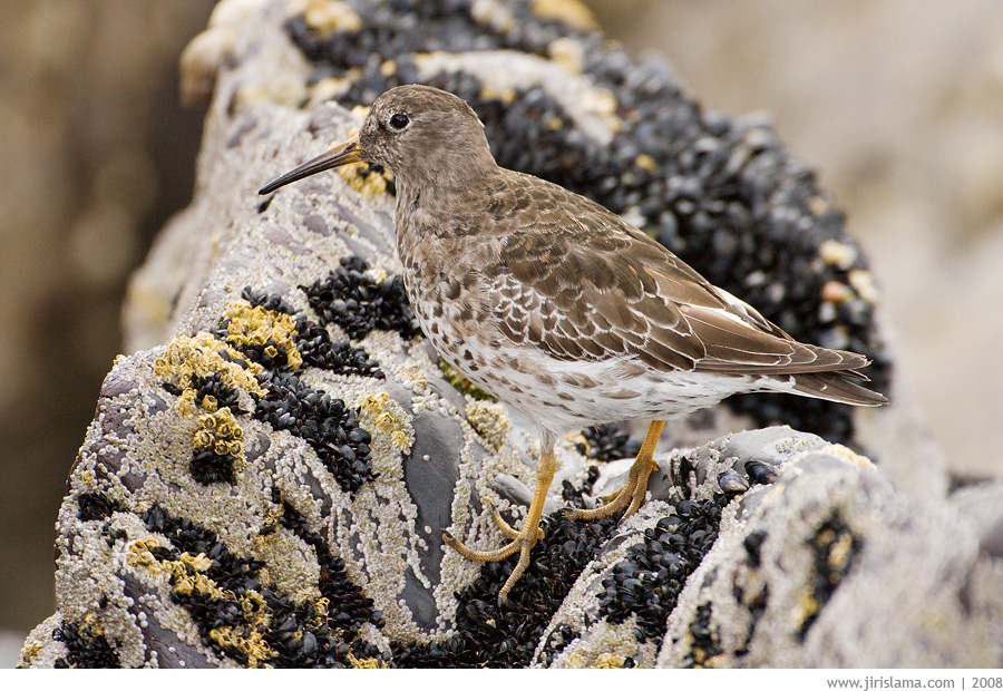 Klikněte pro zobrazení původního obrázku