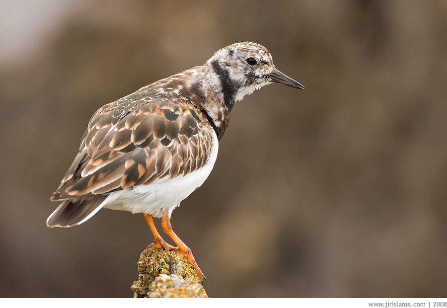 Klikněte pro zobrazení původního obrázku