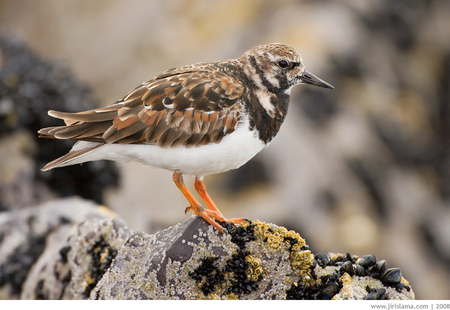 Klikněte pro zobrazení původního obrázku