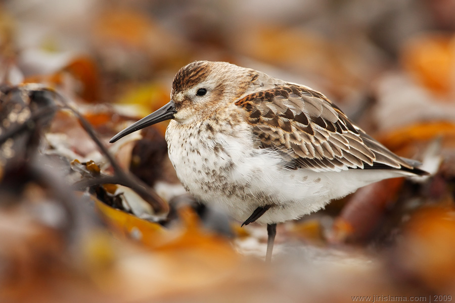 Klikněte pro zobrazení původního obrázku