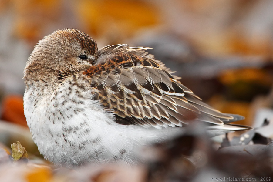 Klikněte pro zobrazení původního obrázku