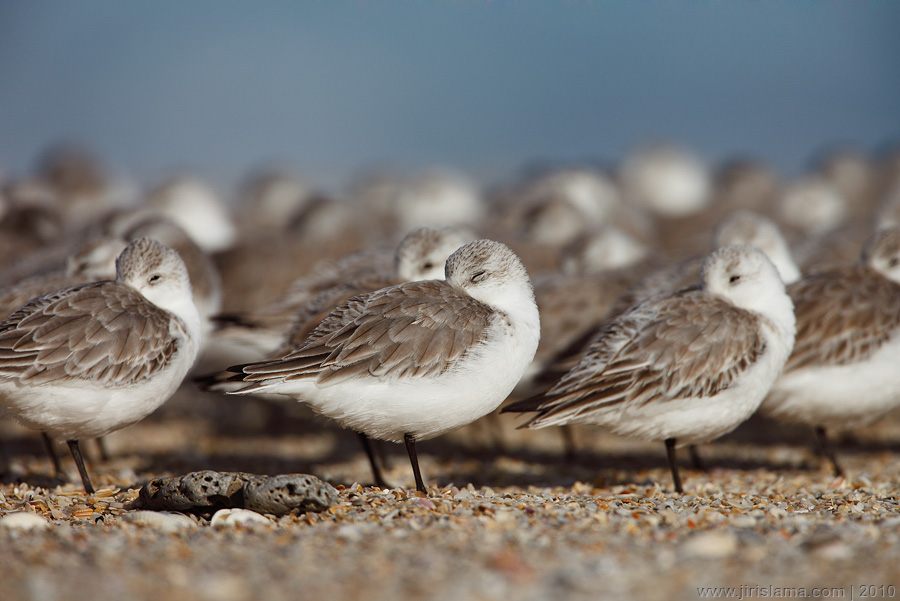 Klikněte pro zobrazení původního obrázku