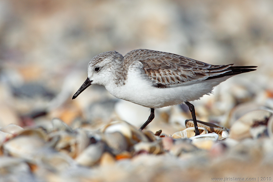 Klikněte pro zobrazení původního obrázku