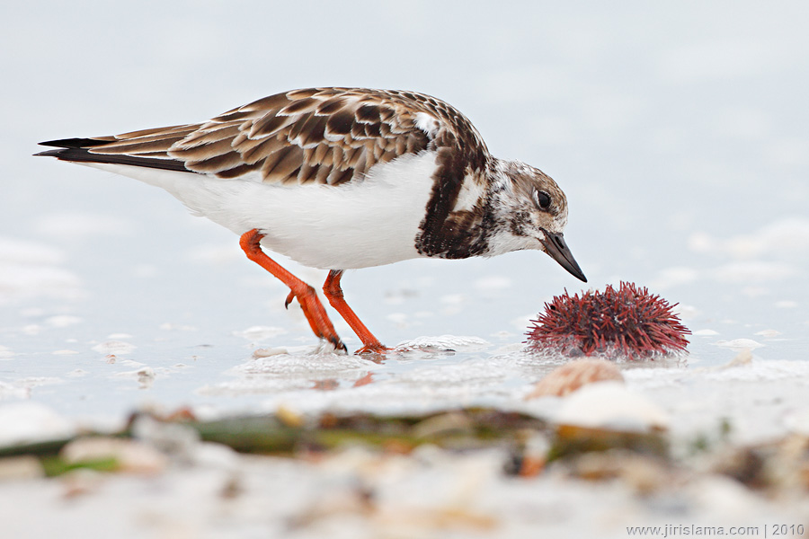 Klikněte pro zobrazení původního obrázku