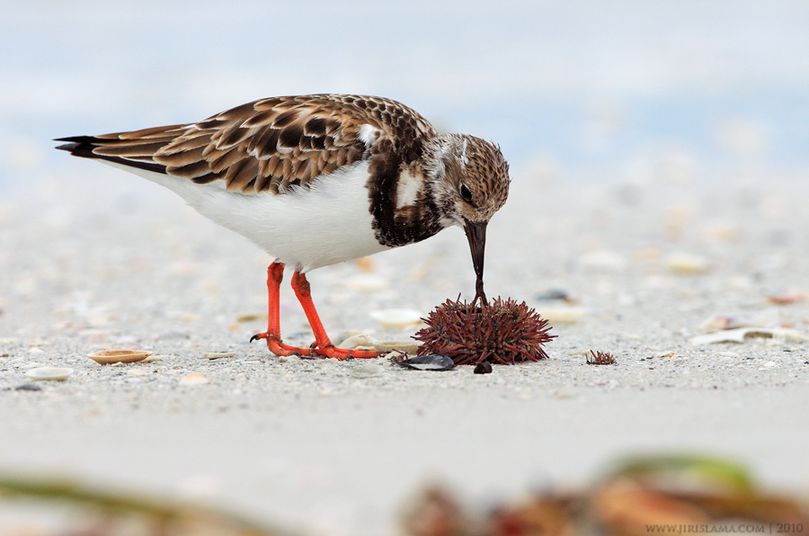 Klikněte pro zobrazení původního obrázku