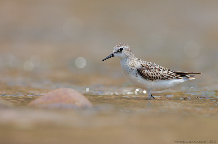 Klikněte pro zobrazení původního obrázku