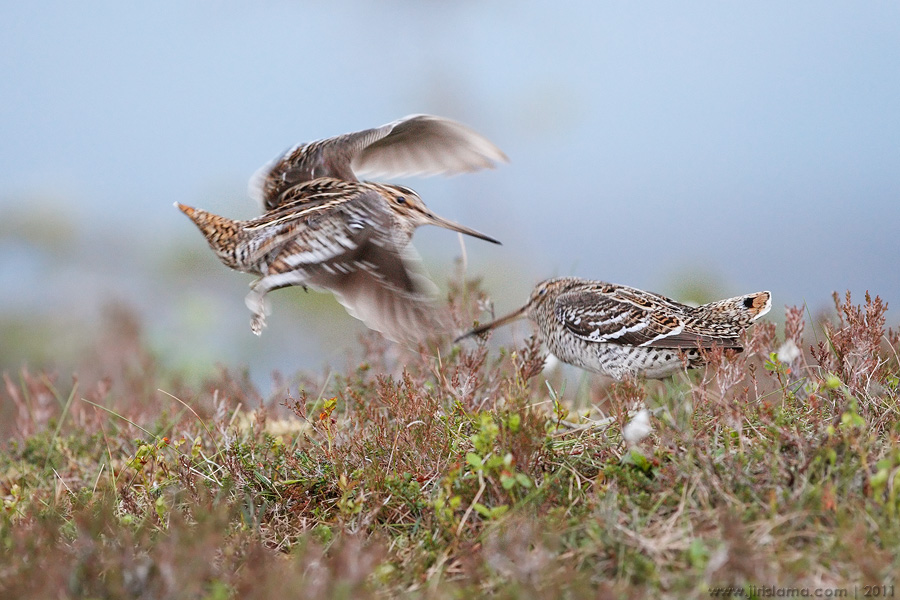 Klikněte pro zobrazení původního obrázku