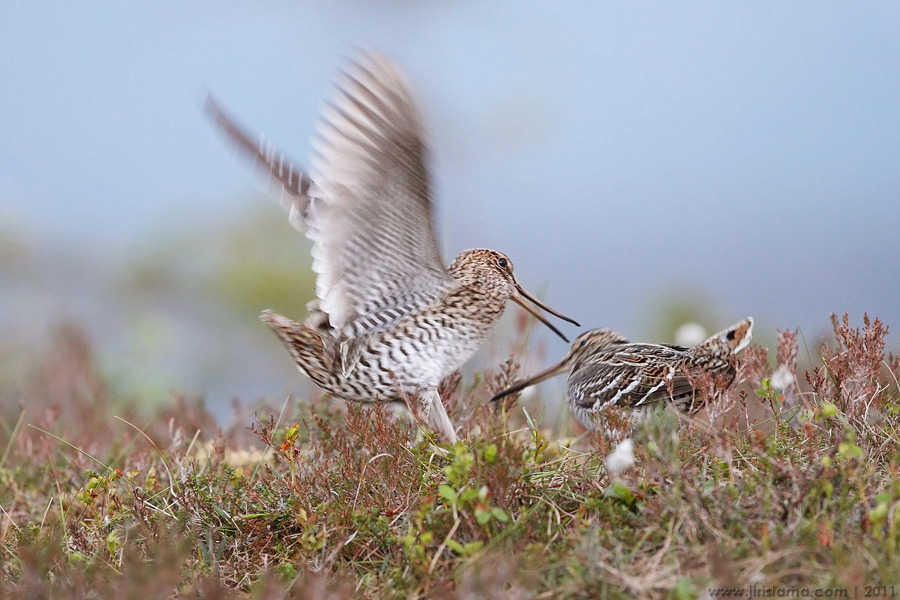 Klikněte pro zobrazení původního obrázku