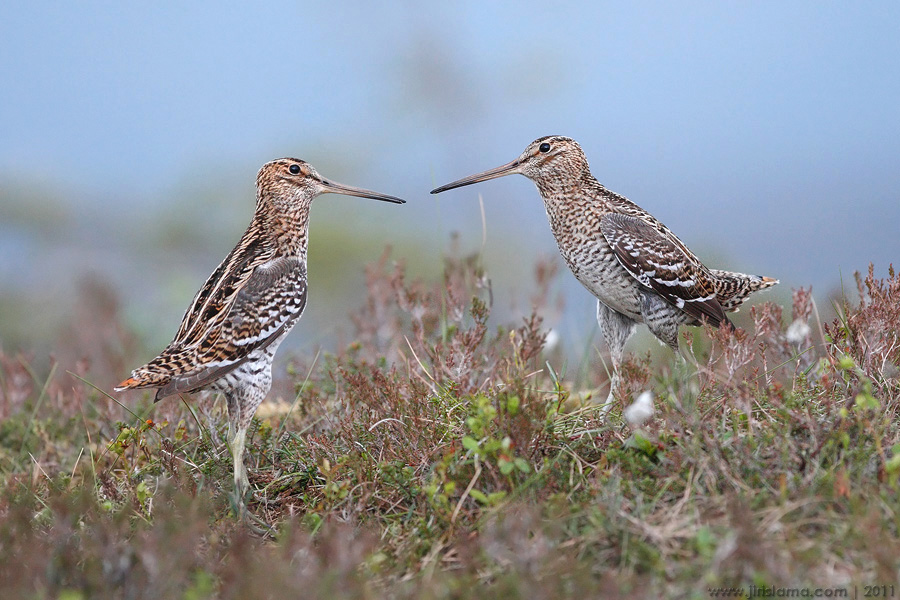 Klikněte pro zobrazení původního obrázku