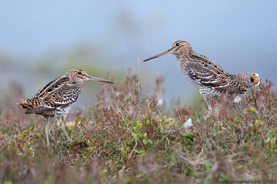 Klikněte pro zobrazení původního obrázku