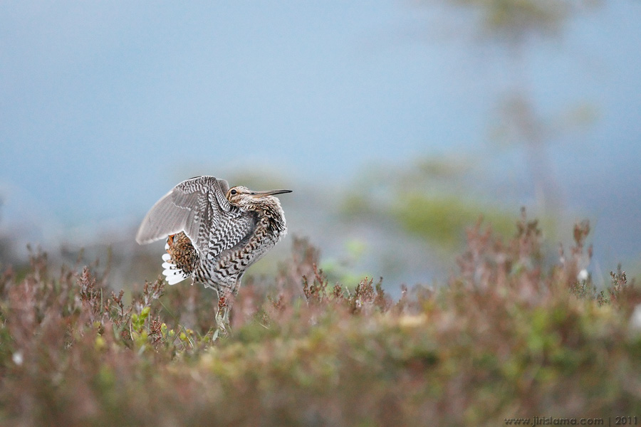 Klikněte pro zobrazení původního obrázku