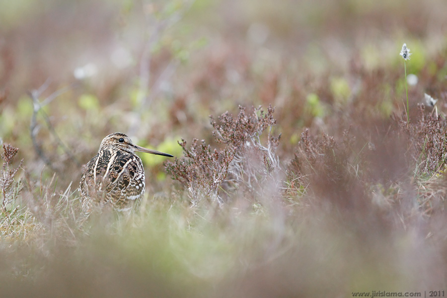 Klikněte pro zobrazení původního obrázku
