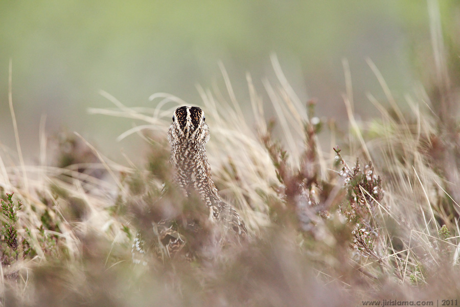 Klikněte pro zobrazení původního obrázku