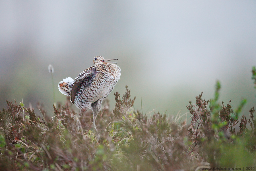 Klikněte pro zobrazení původního obrázku