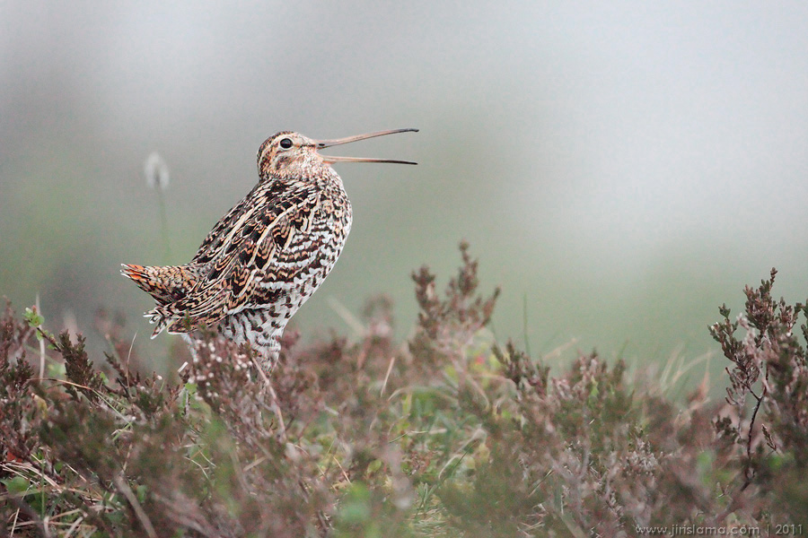Klikněte pro zobrazení původního obrázku