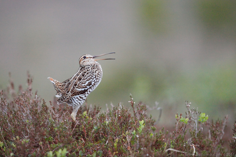 Klikněte pro zobrazení původního obrázku