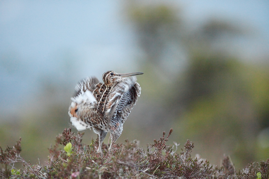 Klikněte pro zobrazení původního obrázku