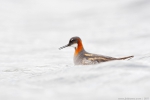 lyskonoh úzkozobý, samice / Red-necked Phalarope, female (Phalaropus lobatus)