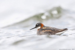 lyskonoh úzkozobý, samice / Red-necked Phalarope, female (Phalaropus lobatus)